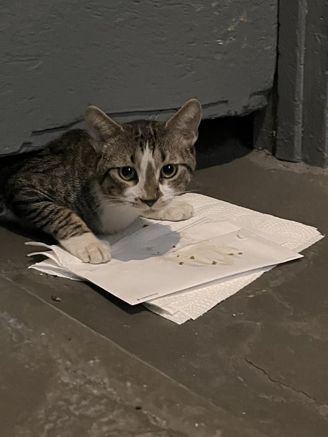 found cat in New York, New York