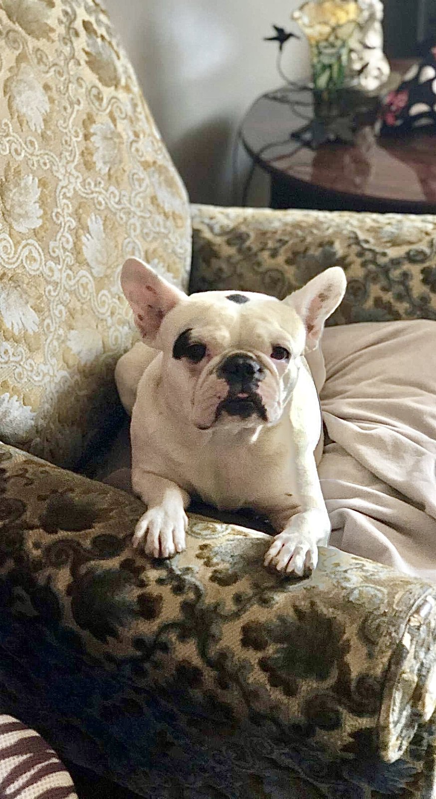 Lost Dog in Safford — listing photo