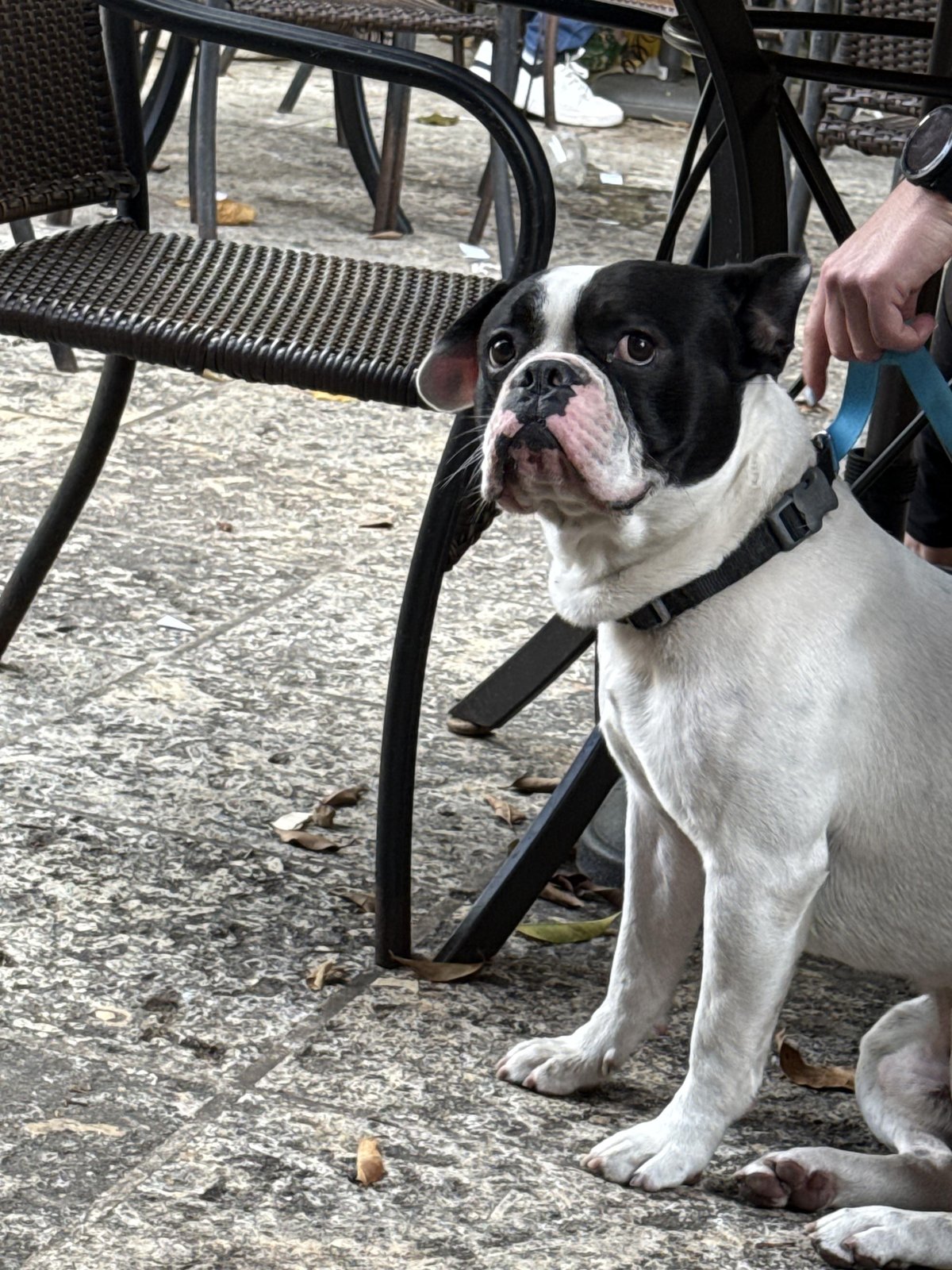 Found Dog in Miami, Florida — listing photo