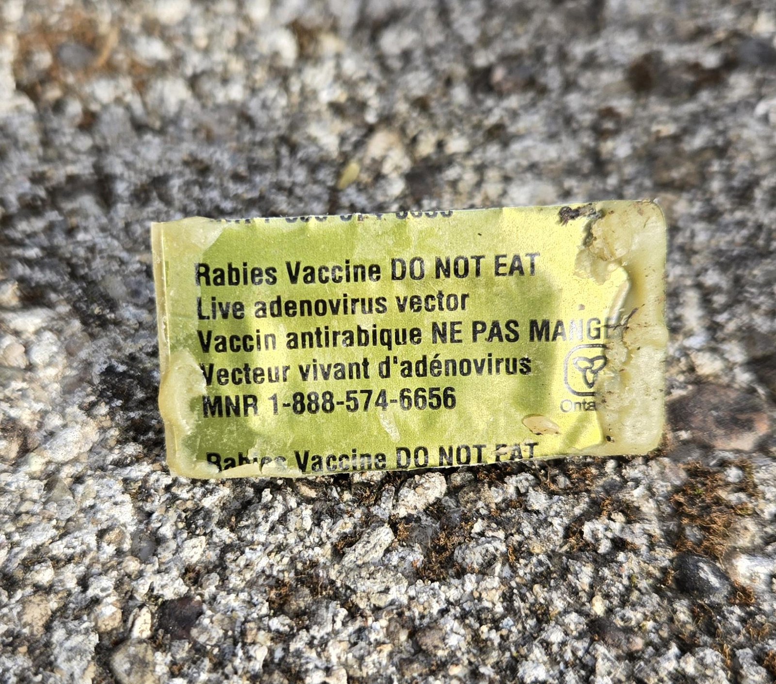 Pet alert in Pittsburgh, Pennsylvania — Ever find one of these in your yard?