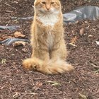 Lost Cat in Bellingham, Washington — Is this your cat? Want to adopt?