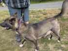found dog in Anchorage, Alaska