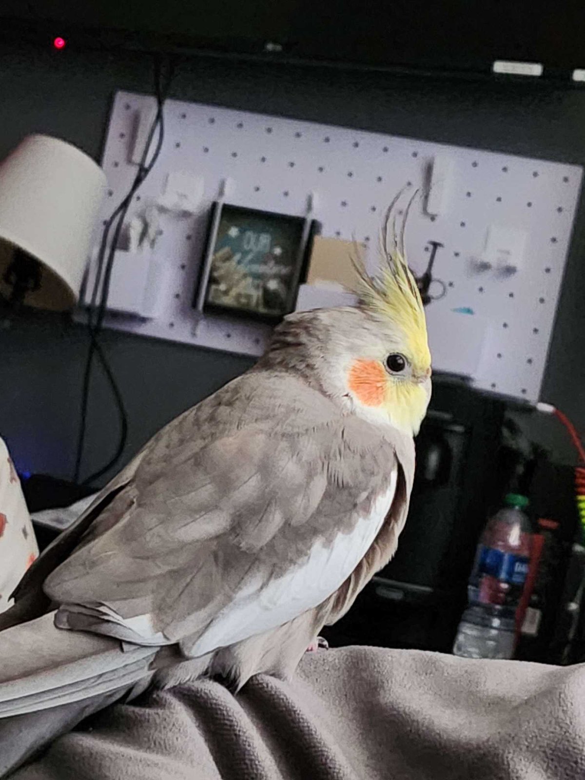Lost Pet in Flowery Branch — listing photo