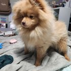 Lost Dog in Fort Worth, Texas — listing photo