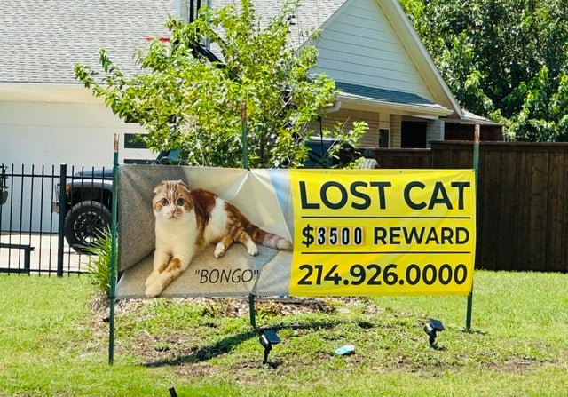 Lost Cat in Dallas, Texas — Somebody really loved their cat, sad they lost it though…