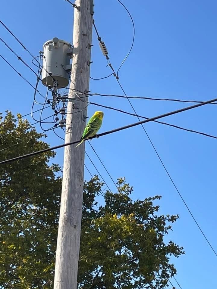 Found Pet in Pittsburgh, Pennsylvania — listing photo
