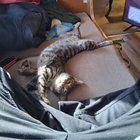 lost cat in Santa Fe, New Mexico