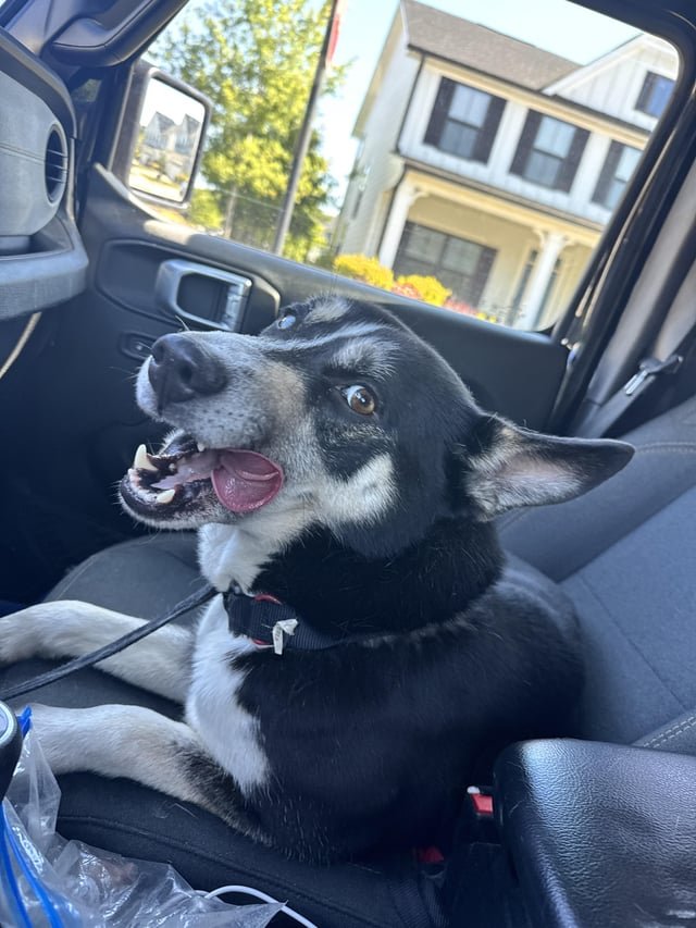 Found Dog in Charlotte, North Carolina — Just wanted to update everyone my friend has found his dog simba!!