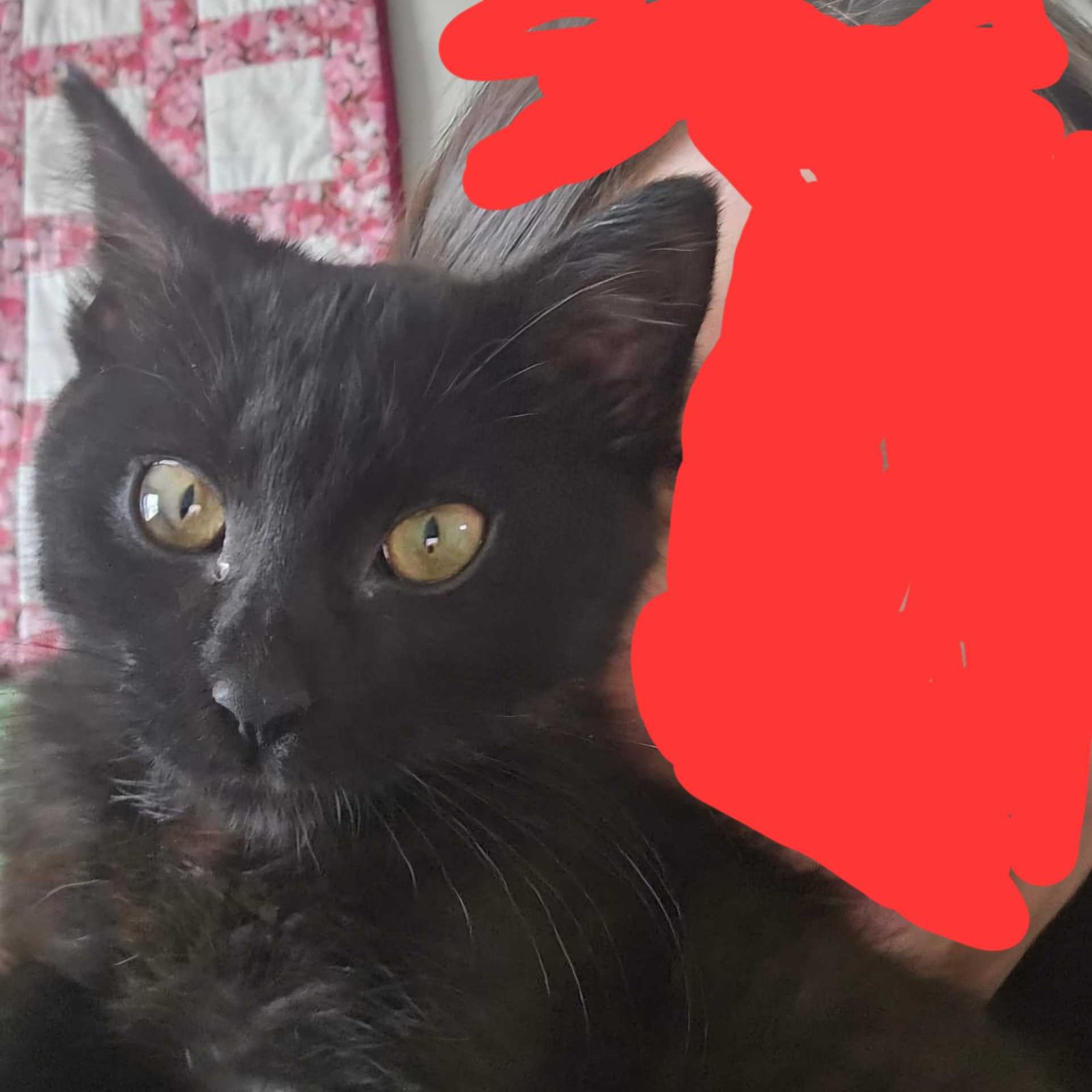 Lost Cat in Lexington — listing photo