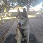 lost pet in Orlando, Florida