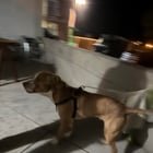 Lost Dog in Denver, Colorado — listing photo