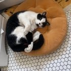 lost pet in Denver, Colorado