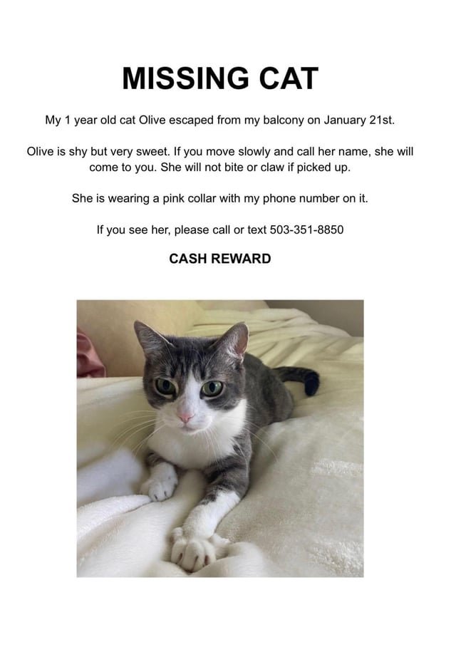 Lost Cat in Portland, Oregon — listing photo