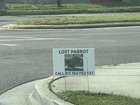 Lost Pet in K — I found this sign for a lost parrot. If anyone sees it, I would love for the owners to get their pet back.