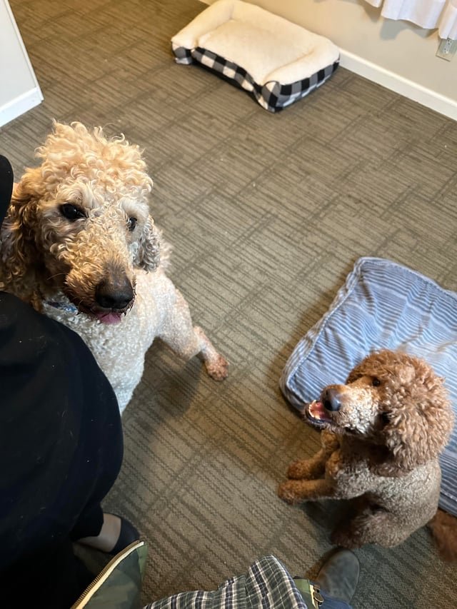 Lost Dog in Atlanta, Georgia — Help Finding Poodles’ Parents (LOST DOGS)