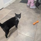 Found Cat in Seattle, Washington — listing photo
