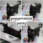 Found Dog in San Diego, California — kitties need a fur-ever home!