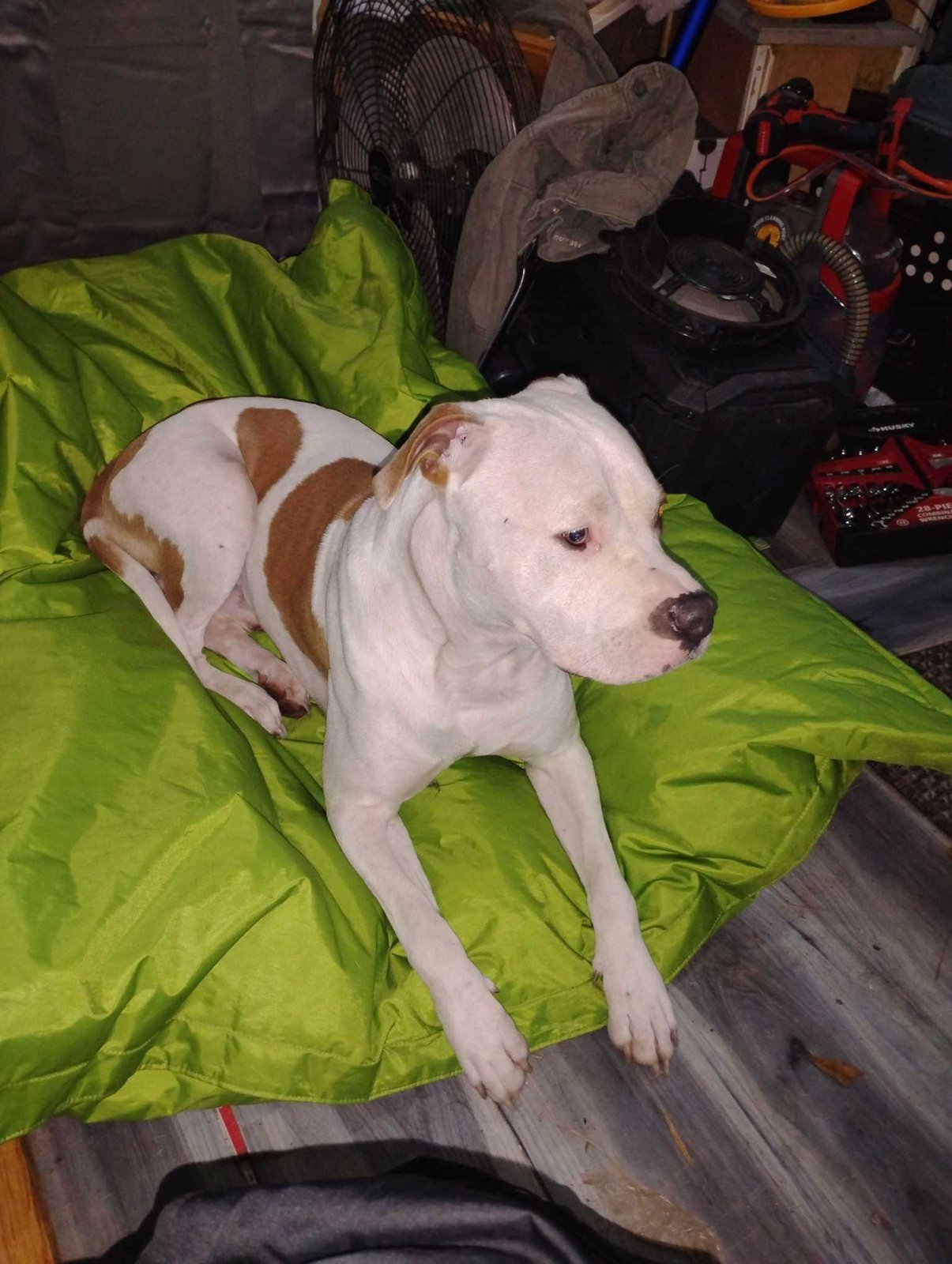 Lost Dog in Ladson — listing photo