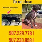 lost dog in Anchorage, Alaska