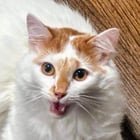 lost cat in Sacramento, California