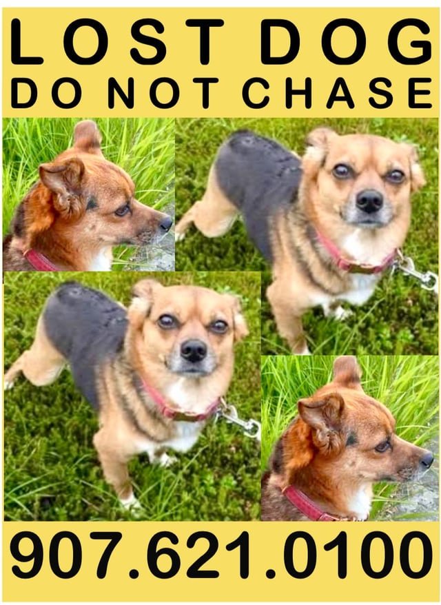 lost dog in Anchorage, Alaska