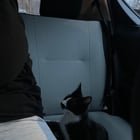 Found Dog in Columbus, Ohio — Cat needing a home until Monday