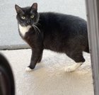 lost cat in Jacksonville, Florida