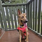 Lost Dog in Fort Worth, Texas — Finnick - boy who needs a home details