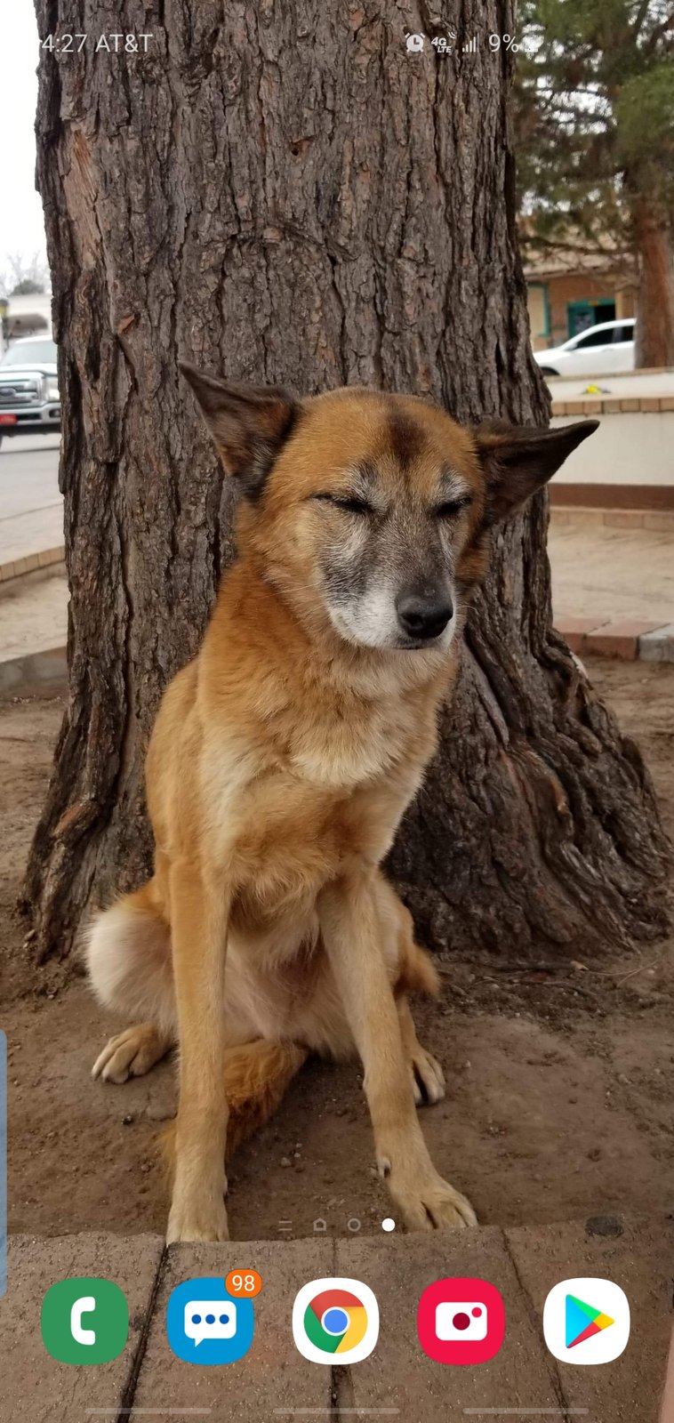 Lost Dog in Horizon City — listing photo