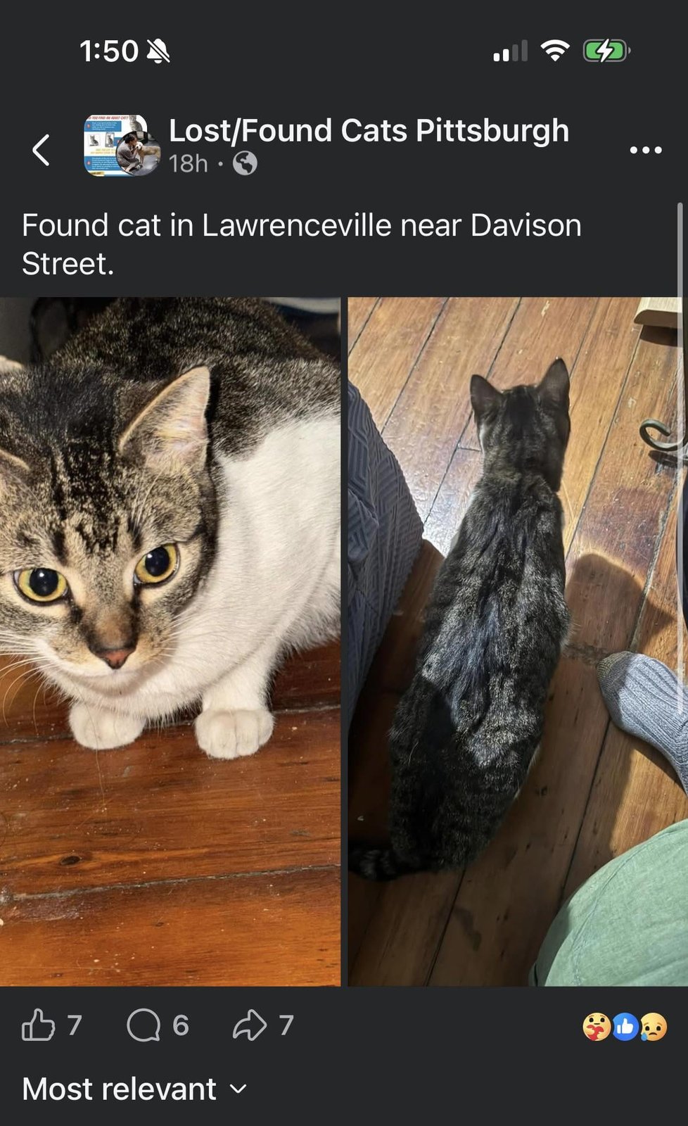 Found Pet in Pittsburgh, Pennsylvania — listing photo