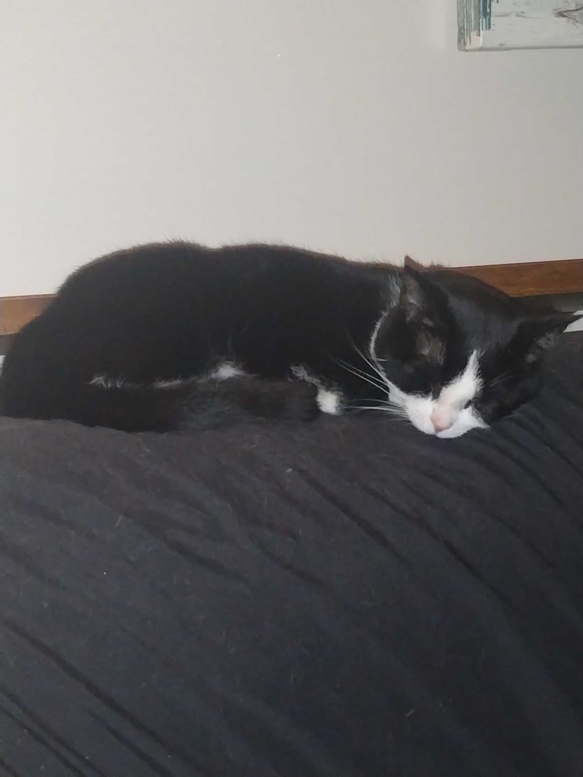 Lost Cat in Knoxville, Tennessee — listing photo