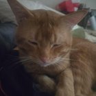 Lost Cat in Lane — listing photo