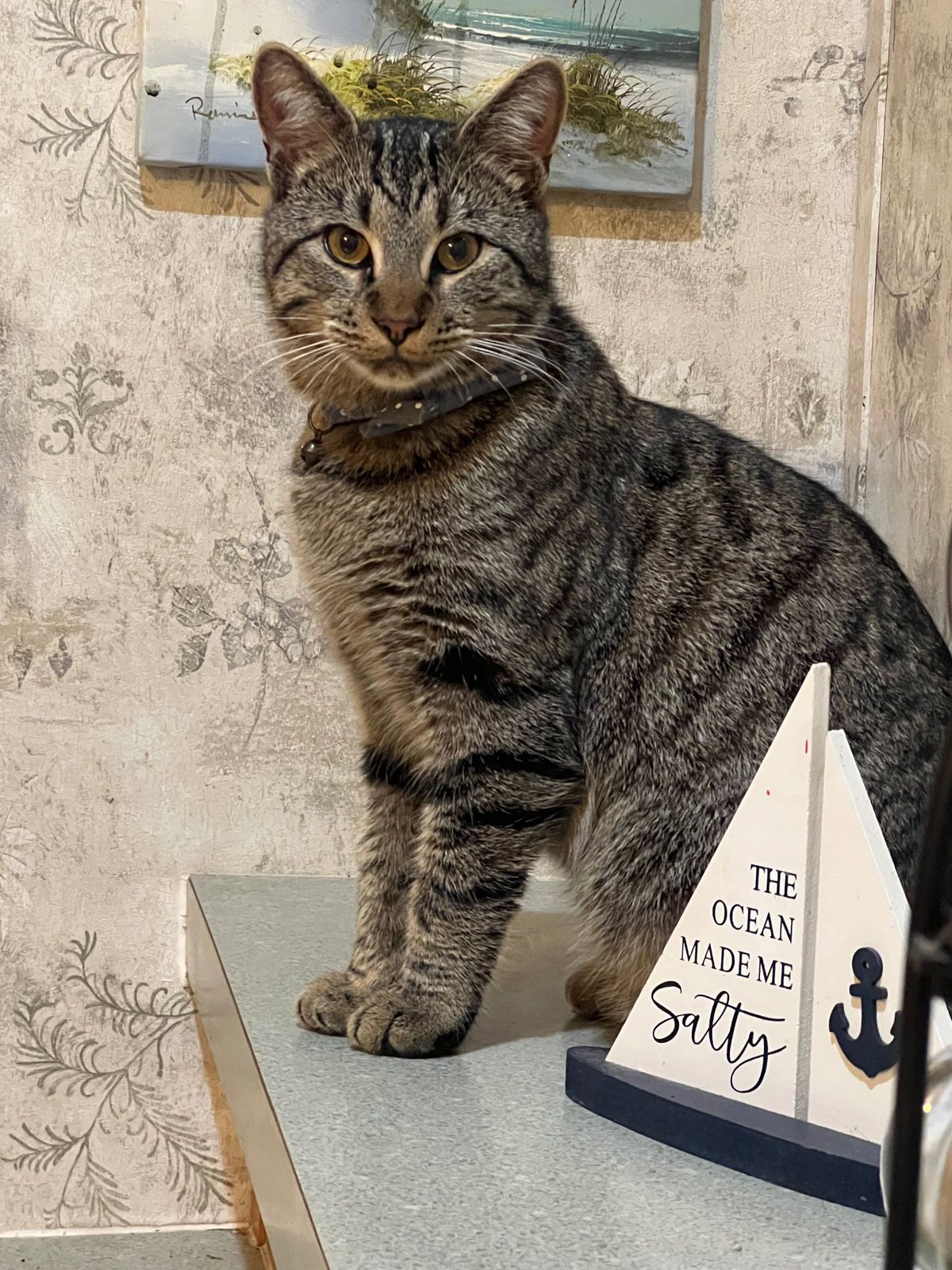 Lost Cat in Loris — listing photo