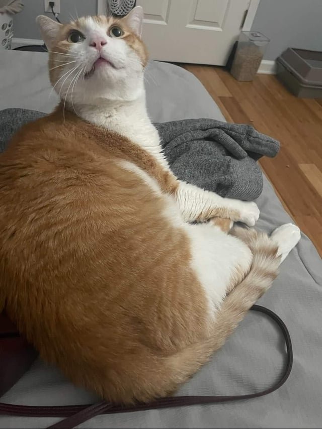 Lost Cat in K — listing photo