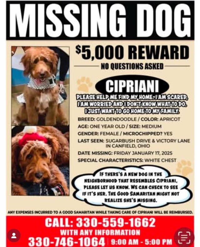 Lost Pet in K — listing photo