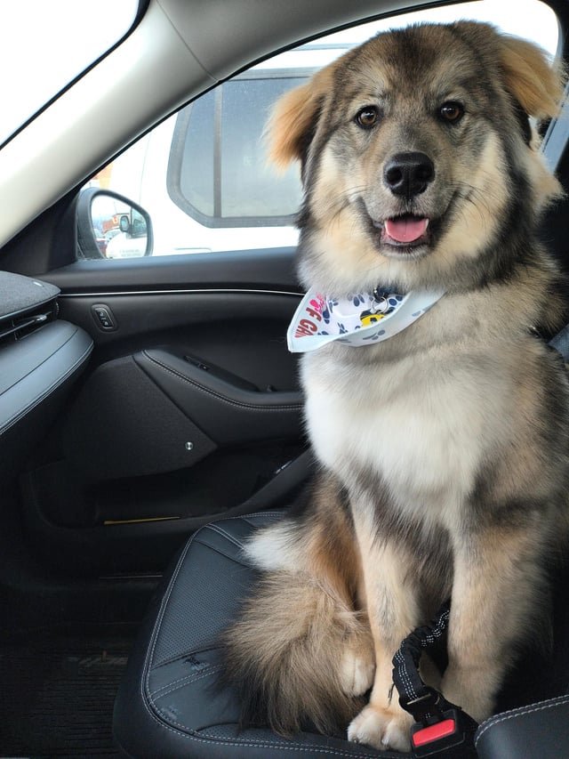 Lost Dog in Detroit, Michigan — listing photo