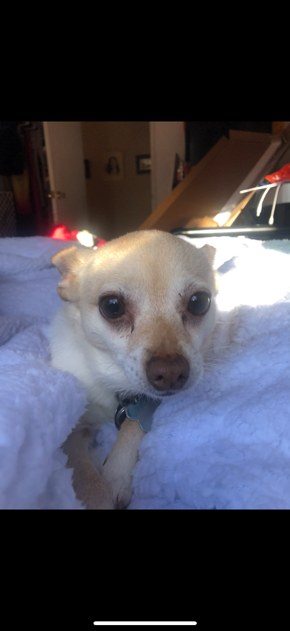 Lost Dog in Sammamish, Washington — listing photo