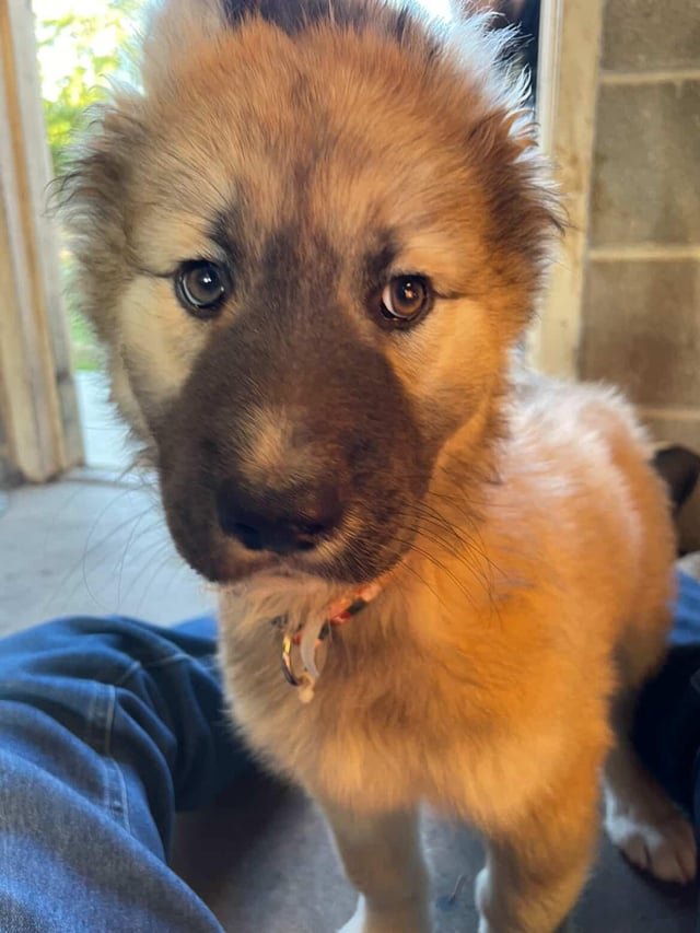 lost dog in Wichita, Kansas