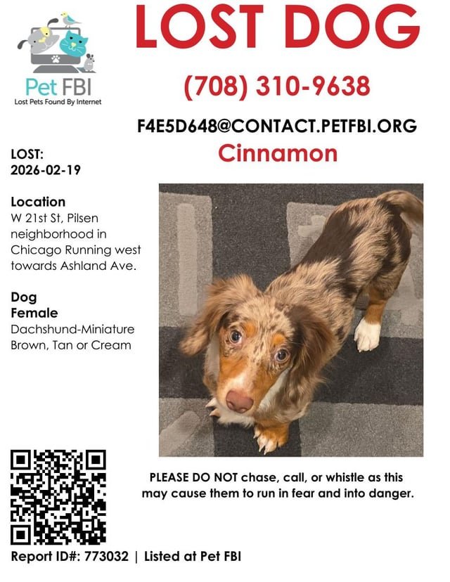 lost dog in Chicago, Illinois