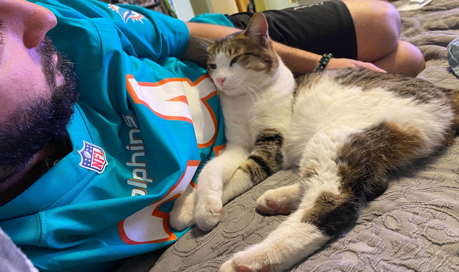 Lost Cat in Surprise, Arizona — listing photo