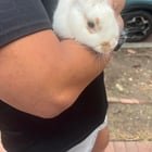 Found Dog in Washington, District of Columbia — Anyone lose their bunny near Garrison Elementary?
