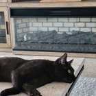 lost cat in Jacksonville, Florida