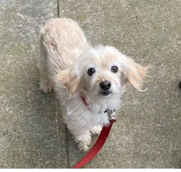 Lost Dog in San Francisco, California — listing photo