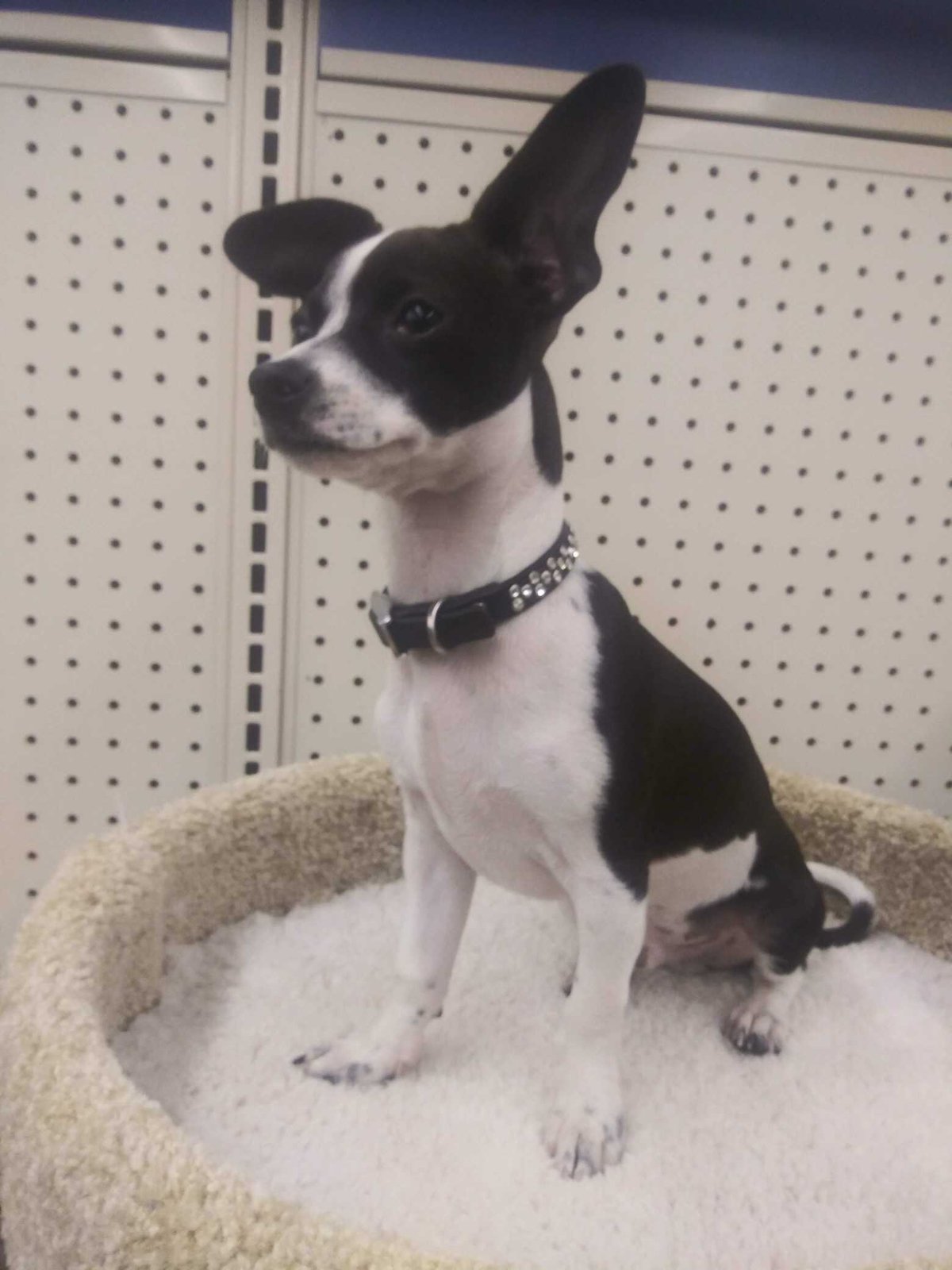 Lost Dog in Vancouver, Washington — listing photo