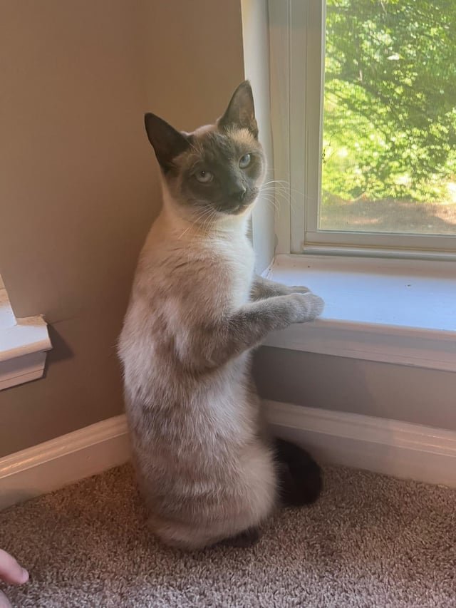 lost cat in San Diego, California