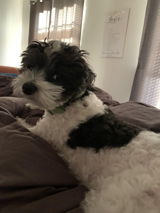 lost dog in Bellingham, Washington