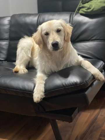 Lost Dog in Tucson, Arizona — listing photo