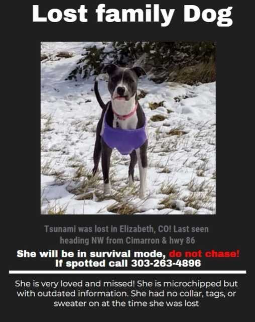Lost Dog in Franktown — listing photo