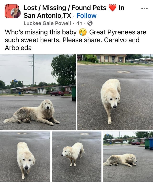 Found Dog in Rescue — Great Pyrenees on the Street