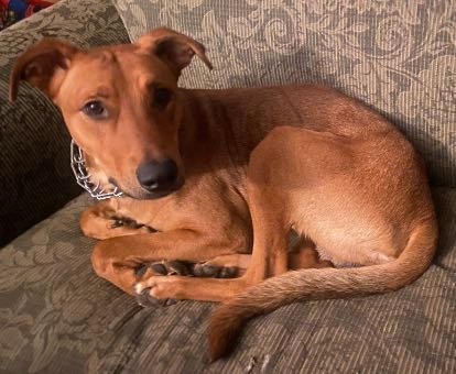 Lost Dog in Sacramento, California — listing photo